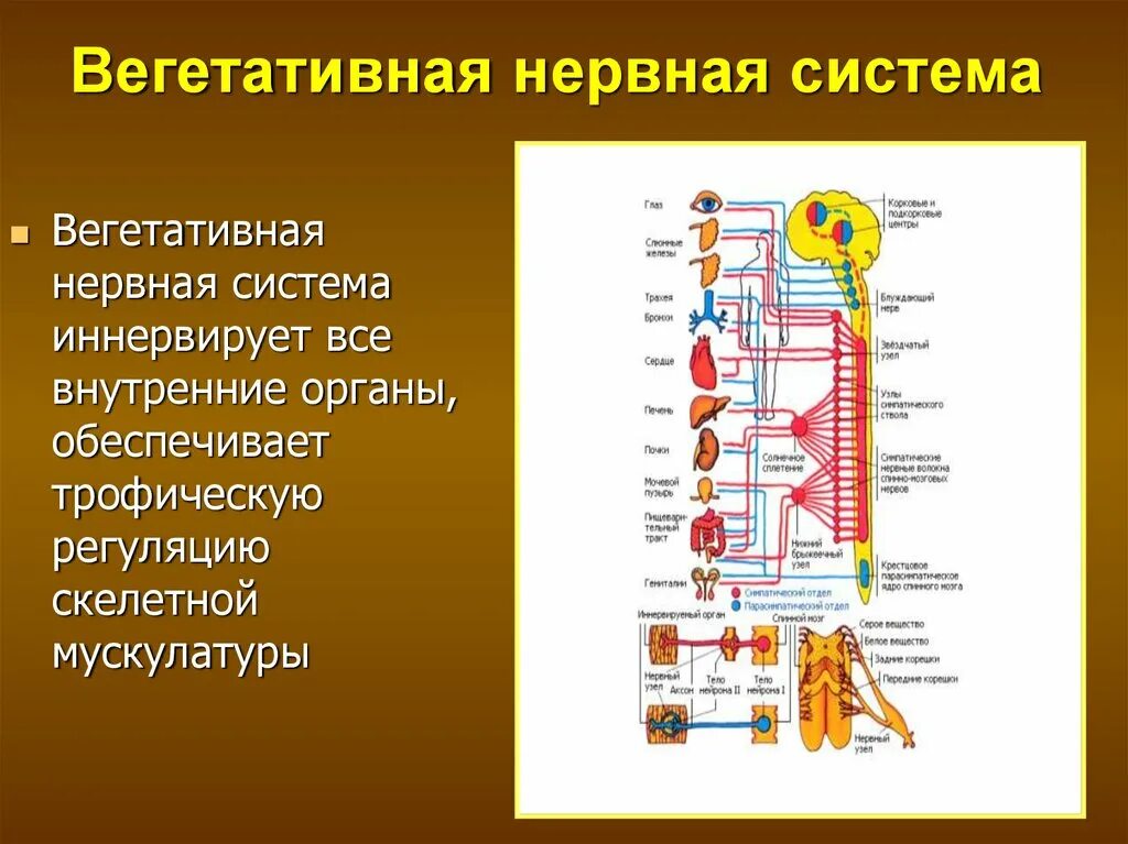 Нервная регуляция вегетативной системы функции. Анатомия, физиология, функции вегетативной нервной системы. ВНС - строение, анатомия, физиология.. Центральные структуры вегетативной нервной системы физиология. Органы которые иннервируются вегетативной нервной системой.