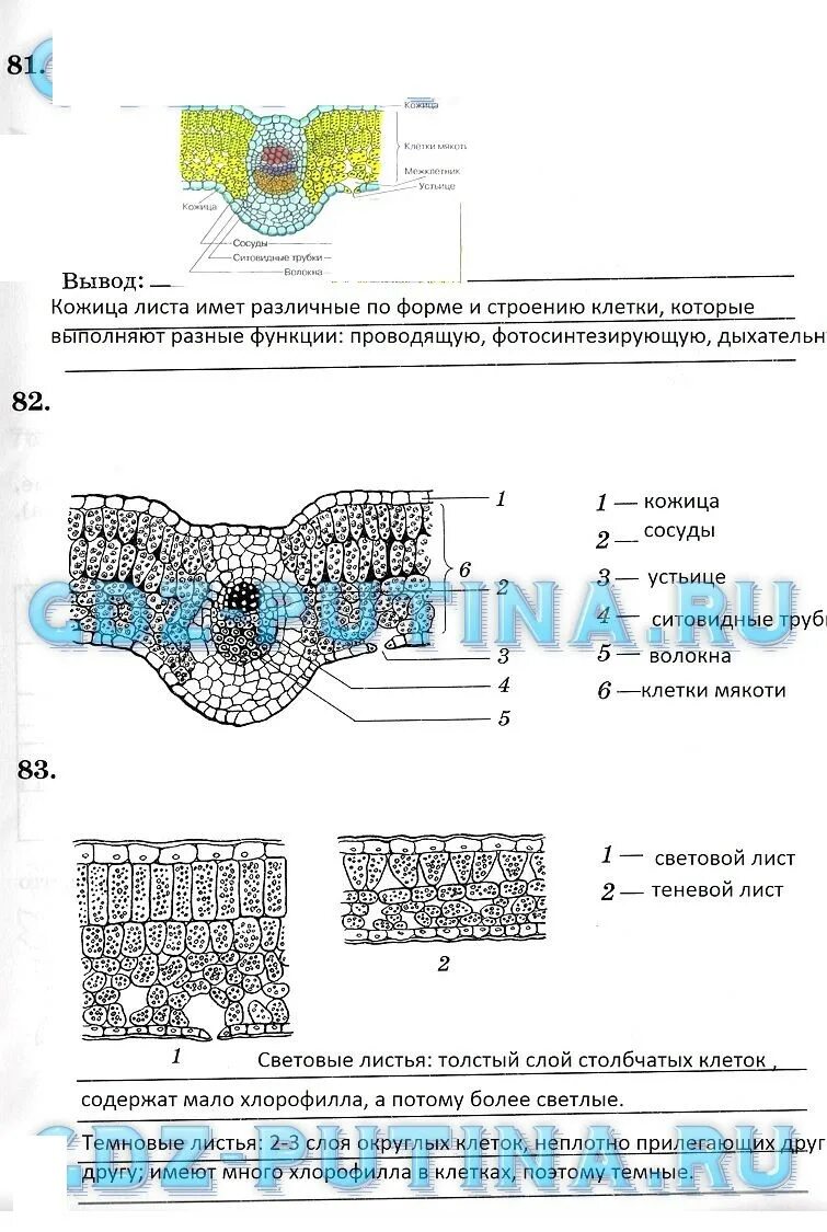 Строение кожицы листа проект 6 класс Картинки КАКУЮ ФУНКЦИЮ ВЫПОЛНЯЮТ КЛЕТКИ КОЖИЦЫ ЛИСТА