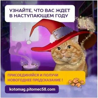 Про год кота