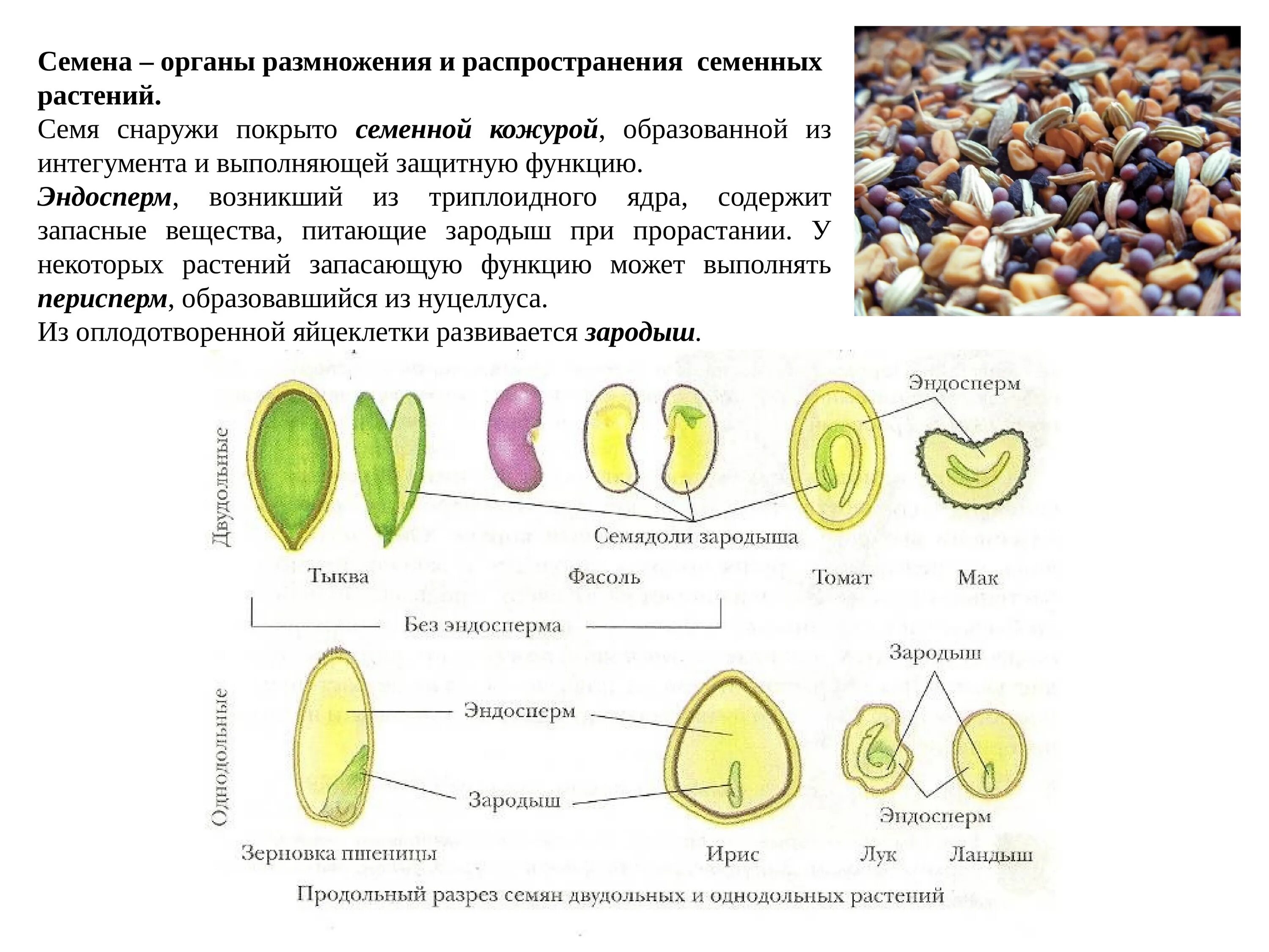 Семенами размножается растения имеющие. Размножение семенами схема. Размножение цветов семенами. Семенное размножение растений. Растения размножающиеся семенами.