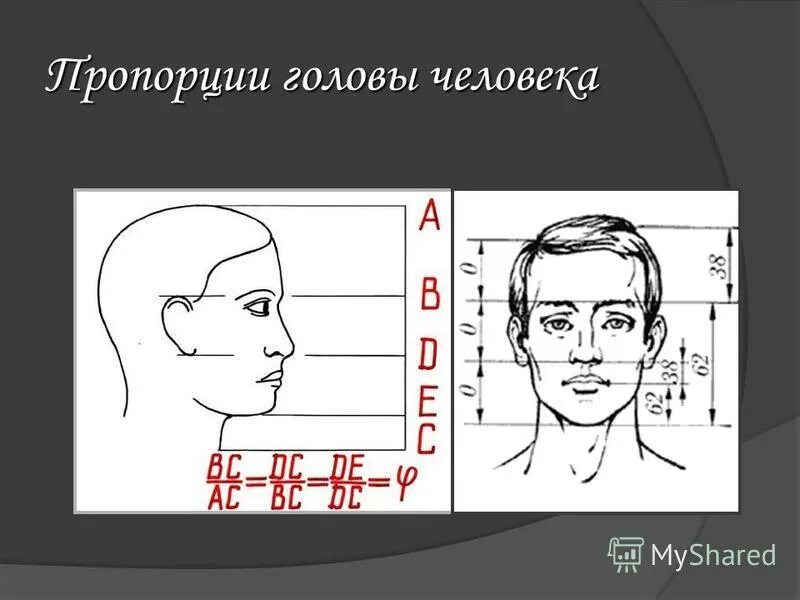 У взрослого человека размер головы занимает. Размер головы человека. Диаметр головы человека. Размер человеческой головы. Пропорции головы человека.