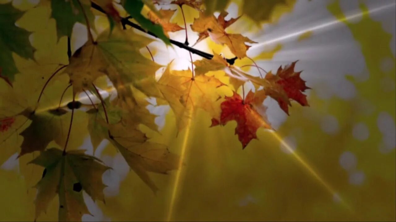 Осень золотая песня слушать со словами. Листик листик листопад. Песня золотые дожди листопада. Осень золотой листопад песня. Песня разноцветный листопад.