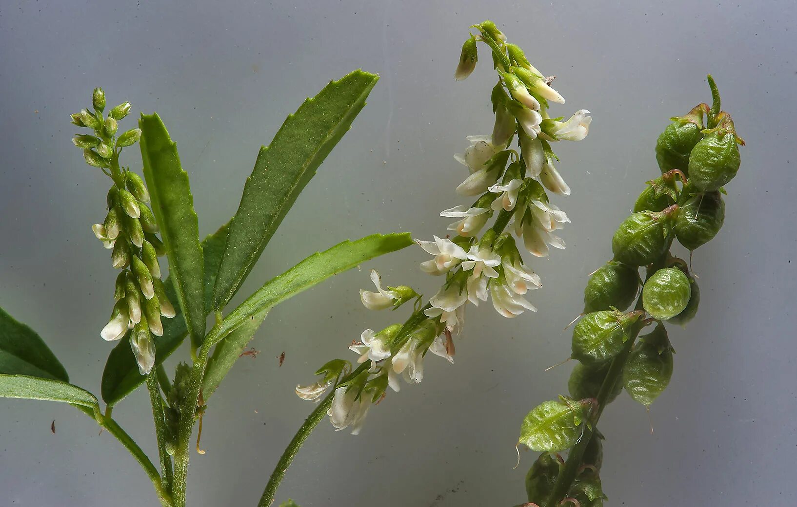 Толстянка денежное дерево цветение. Родина орхидеи фаленопсис. Родина орхидеи фаленопсис. Алиссум многолетний сиреневый. Растение алиссум.