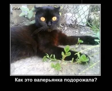 Кот есть валерьянку