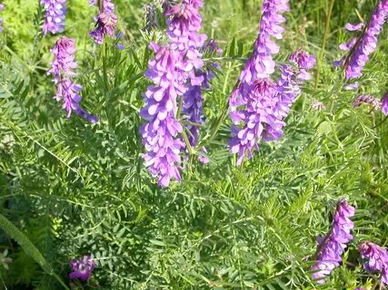 Plant wiki