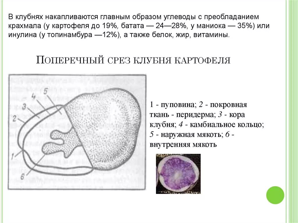 Срез клубня. Строение клубня картофеля растений 6 класс. Строение поперечного среза клубня картофеля. Тонкий поперечный срез клубня картофеля. Клубень картофеля в разрезе рисунок.