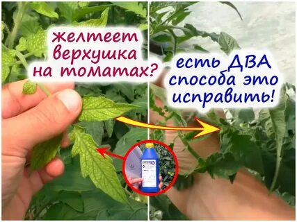 Желтеют макушки у рассады помидор