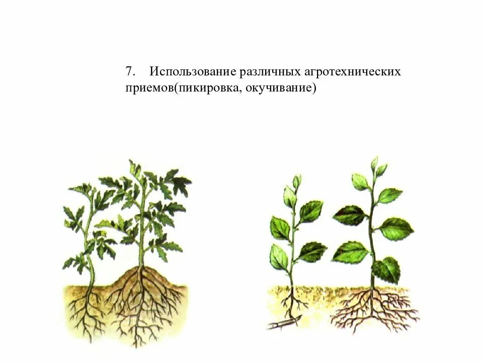 Пикировка окучивание пасынкование. Агроприём окучивание картофеля. Агротехнические приемы пикировка. Агротехнологические приемы пикировка.