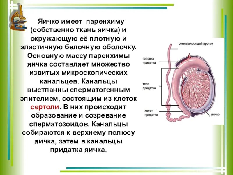 Образование придатка яичка. Паренхима яичка. Яичко имеет. Париентхима семенни Ков. Строение паренхимы яичка.