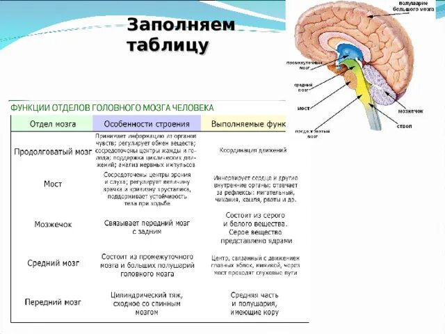 Функции отдела головного мозга 8 класс. Функции отдела головного мозга 8 класс