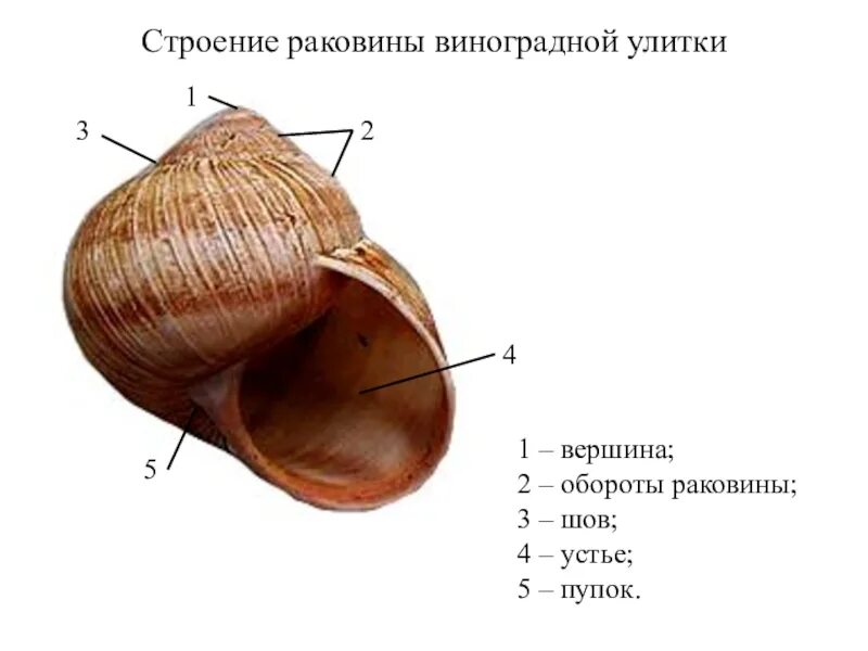 Наружное строение улитки. Строение раковины брюхоногих моллюсков. Строение раковины виноградной улитки. Внешнее строение раковины виноградной улитки. Строение виноградной улитки Устье раковины.