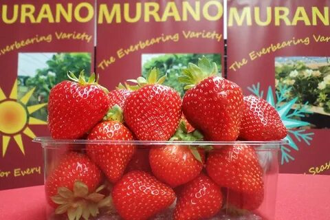 Сорт мурано характеристики