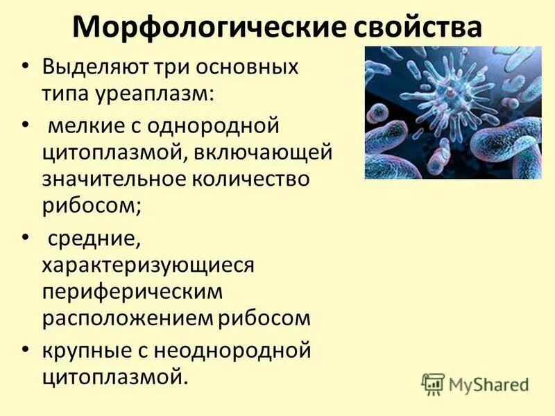 уреаплазма условно патогенная