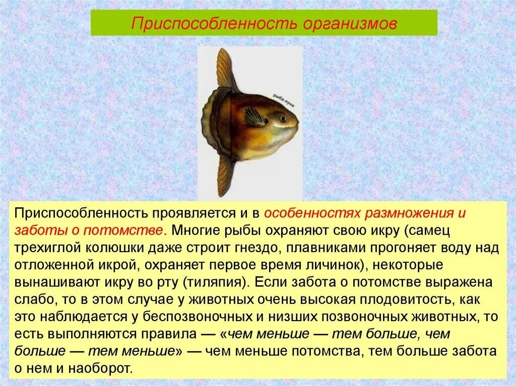 Заботу о потомстве проявляют у рыб. Забота о потомстве у рыб примеры. Заботу о потомстве проявляют у рыб. Рыба тилапия забота о потомстве. Заботу о потомстве проявляют у рыб.