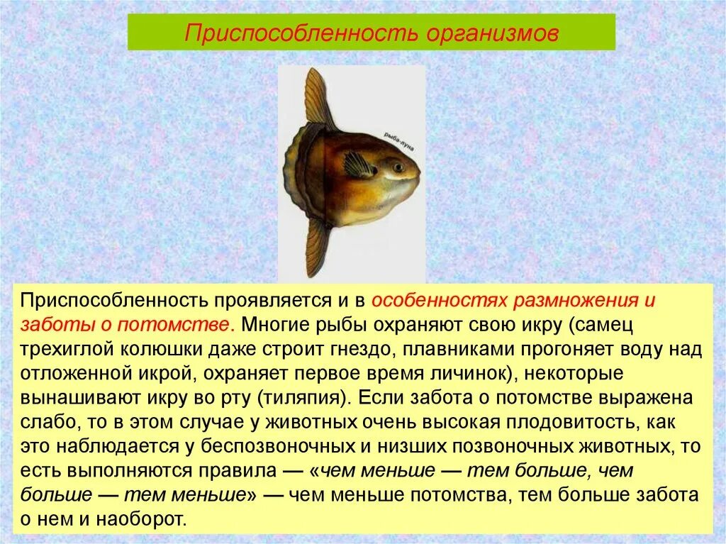 В чем выражается забота родителей о потомстве. Заботу о потомстве проявляют у рыб. Интересные факты о заботе о потомстве. Способы заботы о потомстве у рыб. PF,JNF J gjnjvcndt HS,.