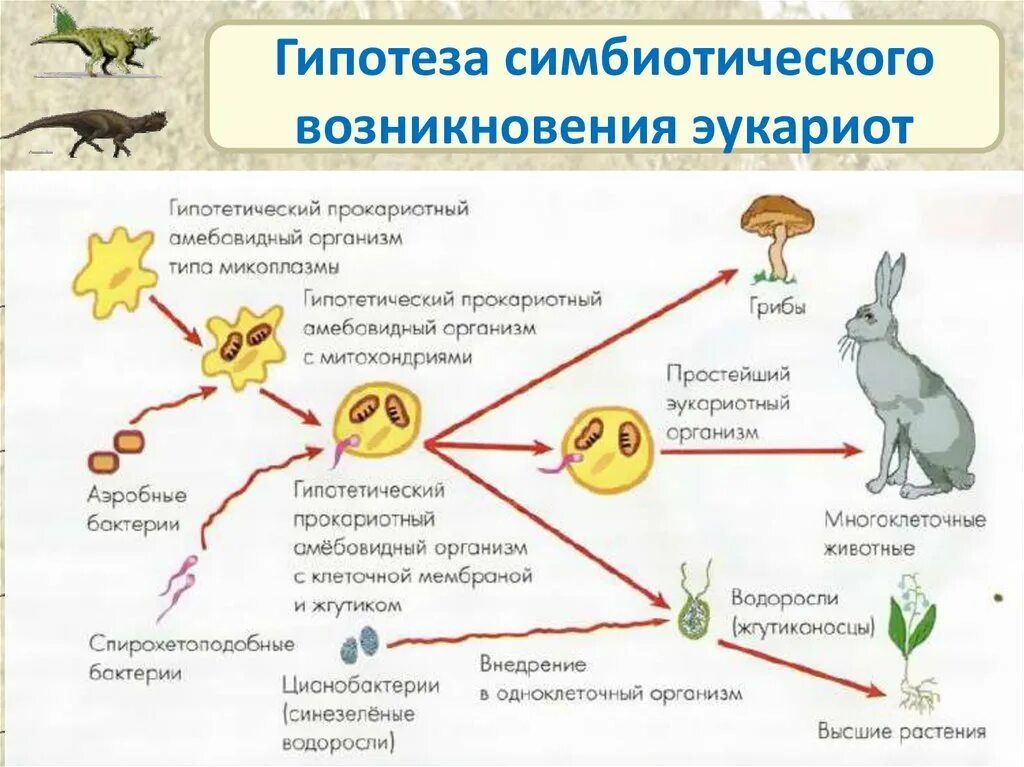 Когда на земле появились клеточные организмы. Схема симбиотическая теория происхождения эукариотических клеток. Гипотезы происхождения эукариот. Схема эволюции эукариотических клеток. Симбиотическая теория образования эукариот.