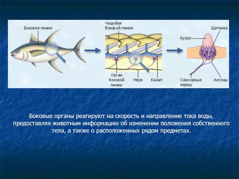 Направление течения и давление воды рыбы. Боковая линия у рыб. Органы боковой линии у рыб. Строение боковой линии. Боковая линия орган чувств у рыб.