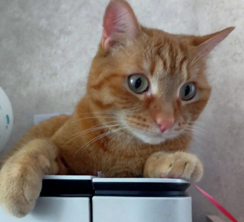 Кошкин дом усть-кут. Кошкин дом ревда. Афиша театра кошкин дом. Кошкин домик фото. Кошкин дом логотип.