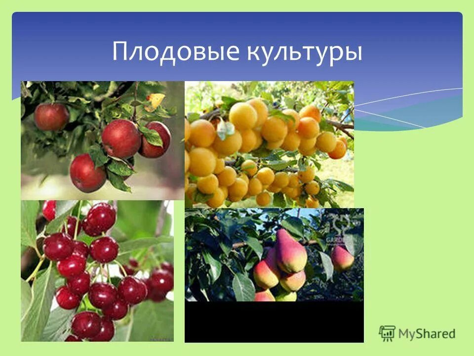 2 плодовых растений. Плодовые культуры. Плодовые культуры растений. Плодово ягодные растения. Плодовые культуры презентация.