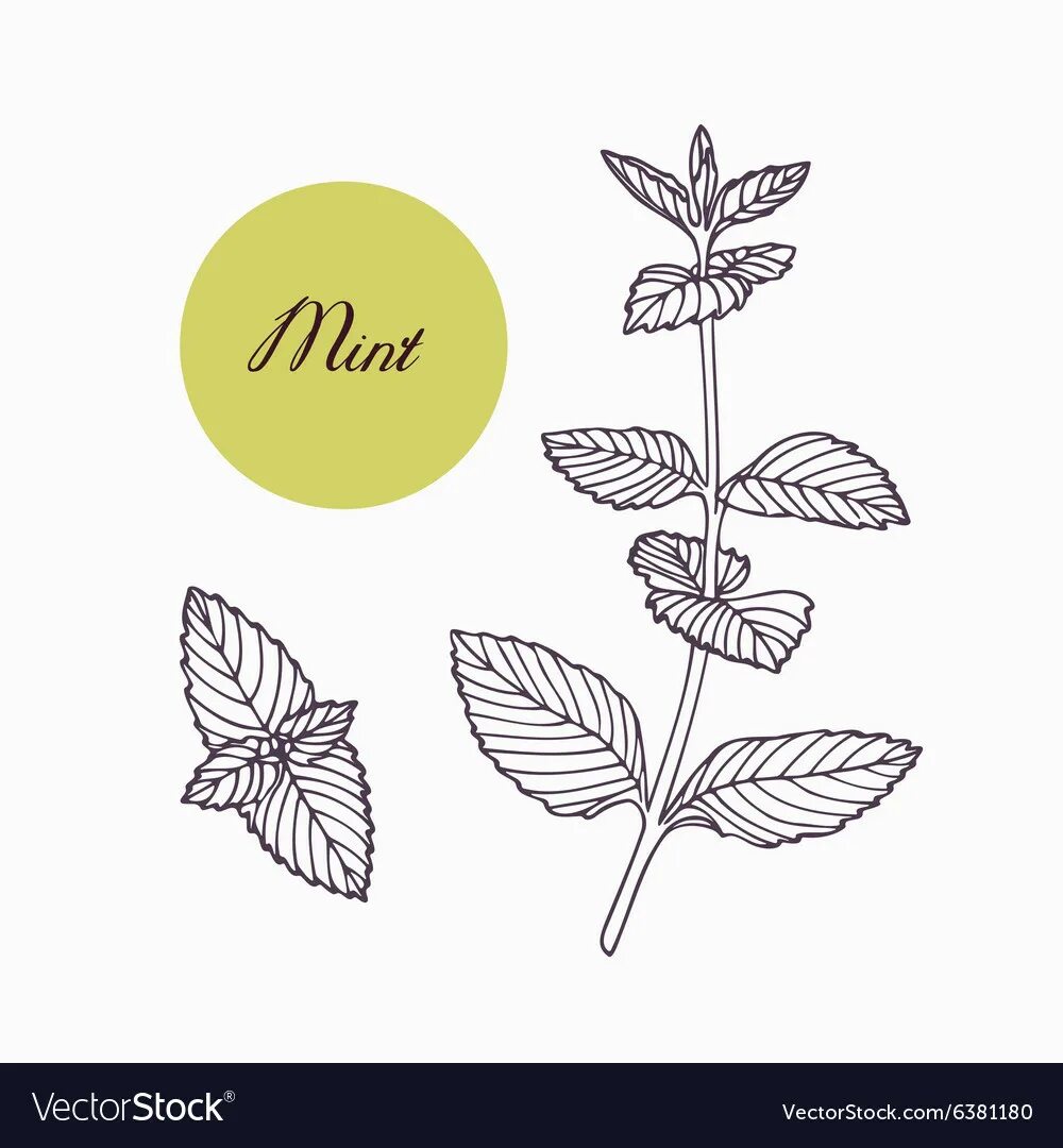 листик мяты нарисованный. кошачья мята. мята нарисованная. мята вектор. лист мяты вектор.