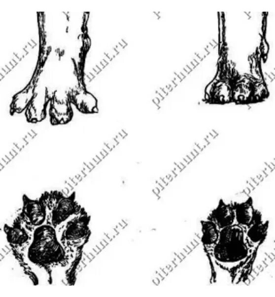 Пальцы у собак на передних лапах. Распущенная пясть у собаки. Строение лап немецкой овчарки. Передние лапы немецкой овчарки. Правильная постановка пясти у собак.