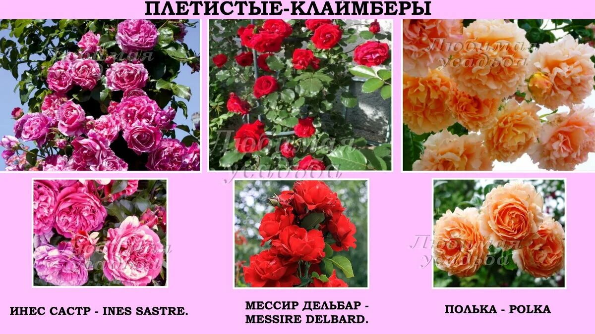 Плетистые розы описание сортов