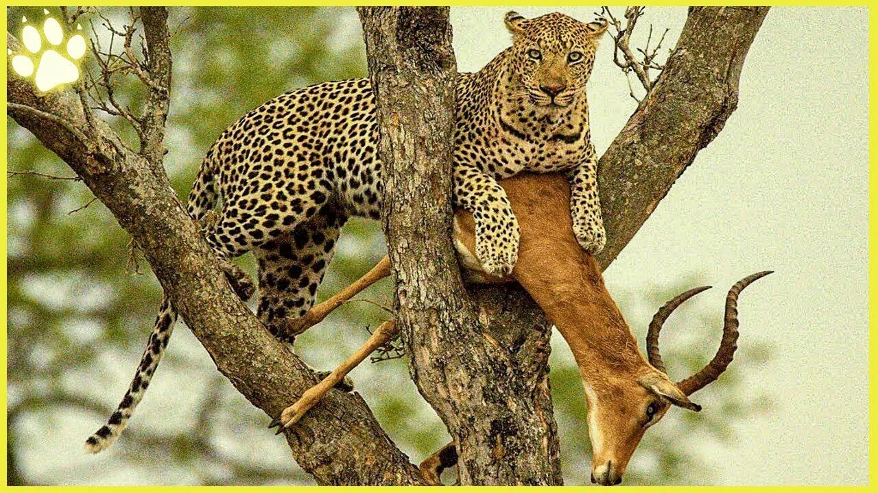 Леопард часто хранит добычу на ветвях. Берберийский леопард. Леопард охотится на дереве. Южноаравийский леопард. Рзсу гепард.