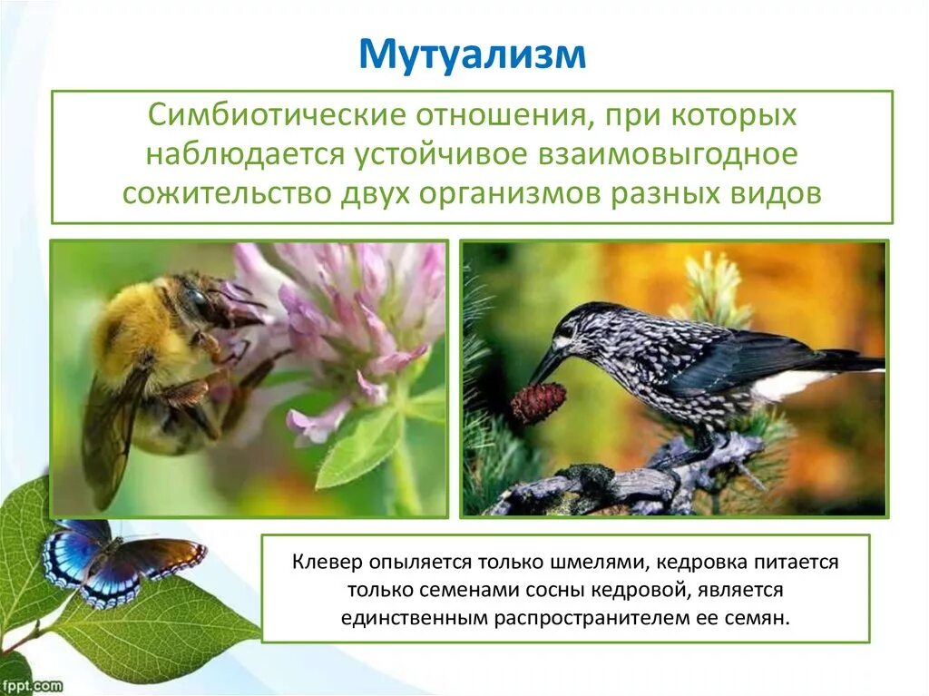 Примерами мутуализма являются. Типы взаимодействия организмов мутуализм. взаимовыгодные отношения организмов мутуализм. мутуализм примеры. примеры мутуализма в биологии.