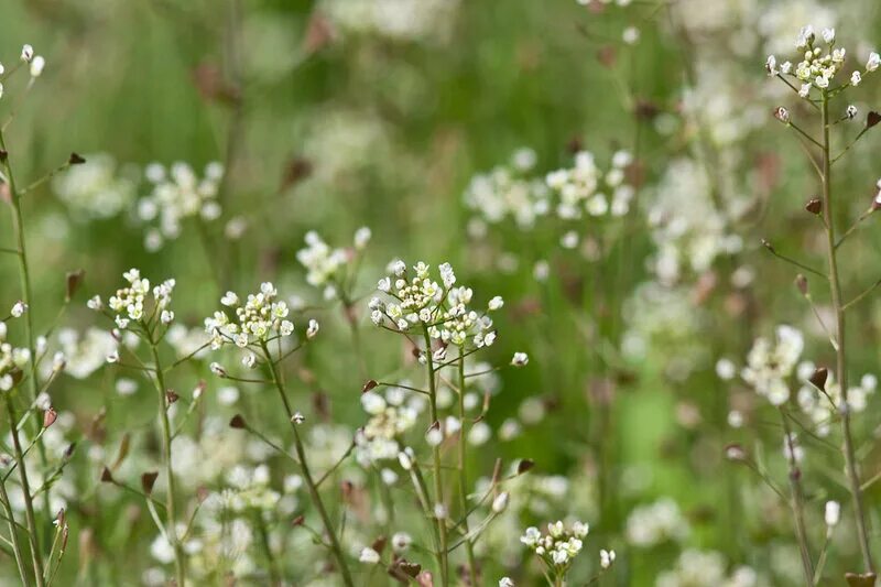 пастушья сумка (capsella bursa-pastoris). пастушья сумка эффект. пастушья сумка обыкновенная. пастушья сумка обыкновенная. пастушья сумка обыкновенная.