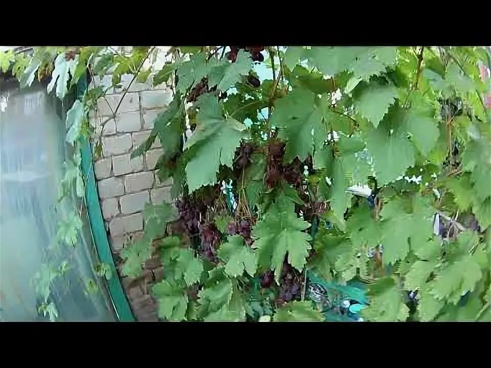 Виноград сорт бако. Виноград сорт бако
