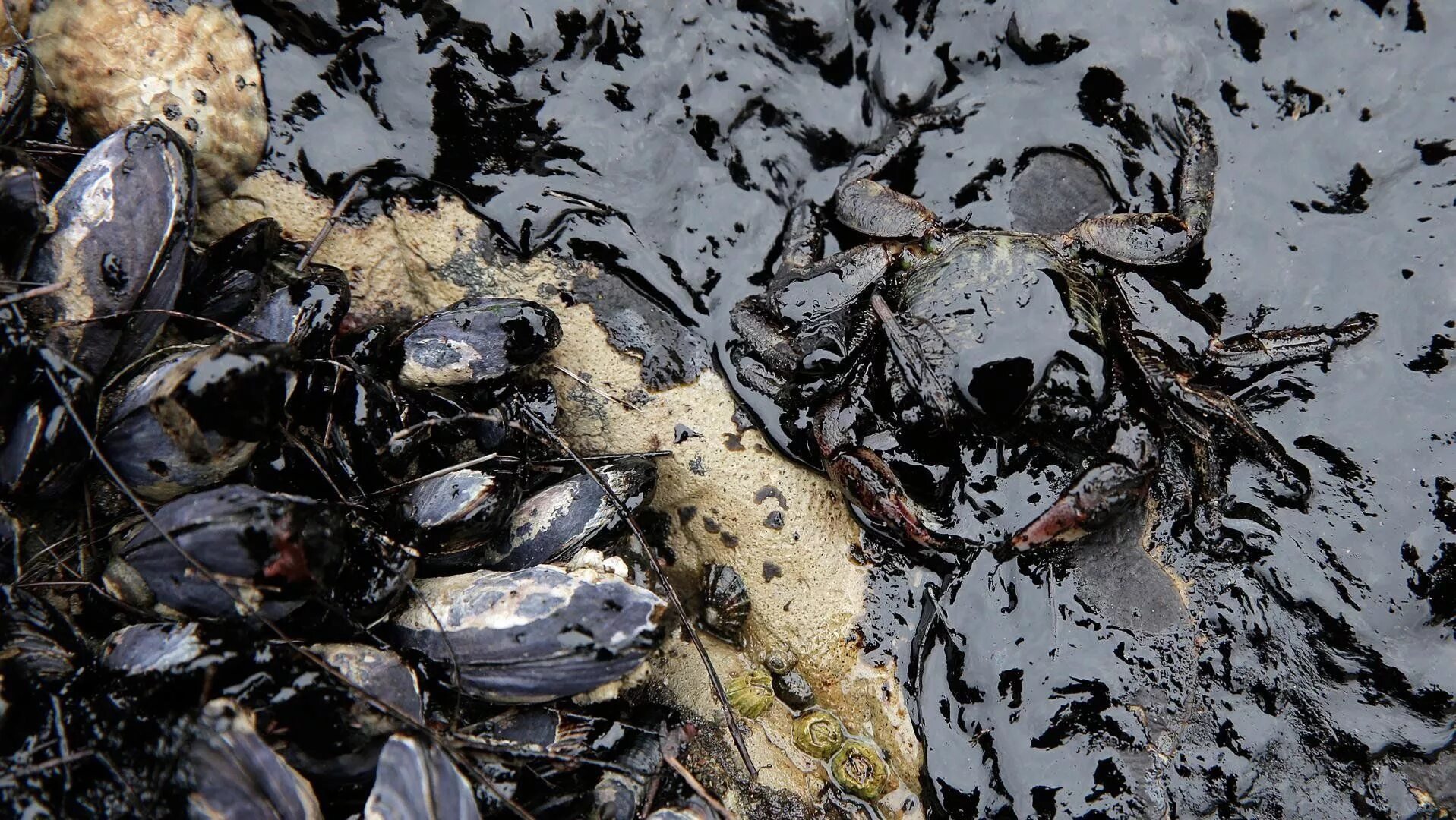 Экологическая катастрофа разлив нефти. Мазут рыба. Эксон валдез разлив нефти. Загрязнение океана разливы нефти. Нефть в море катастрофа 2021.