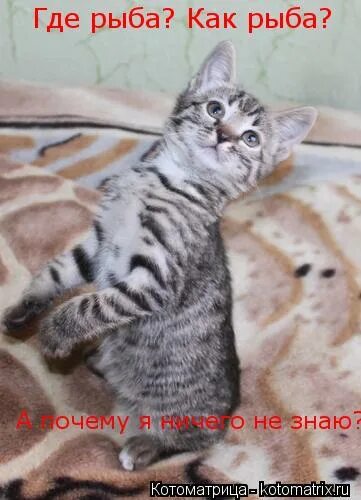 стучаться головой об стену. трофим бьюсь как рыба. биться как рыба об лед картинка. бьюсь как рыба а денег не надыбал.