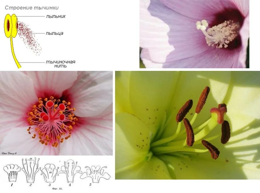 Строение тычинки и пыльцы. Гибискус тычинка строение. Презентация по ботаники темы.