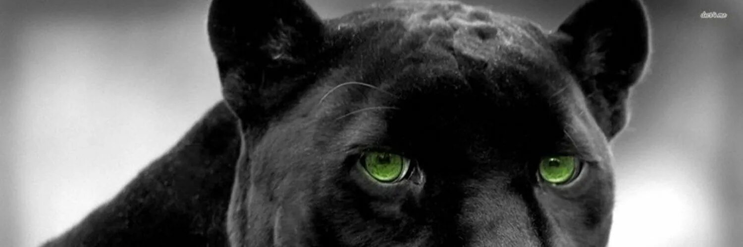 Пин от пользователя Nedostupnuy D на доске Black Panthera... Экзотический питоме