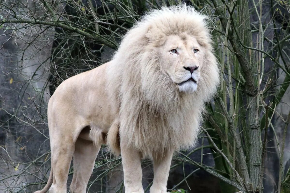 тайна имени лев. лев происхождение. известные люди с именем лев. презентация про львов. настоящего льва.