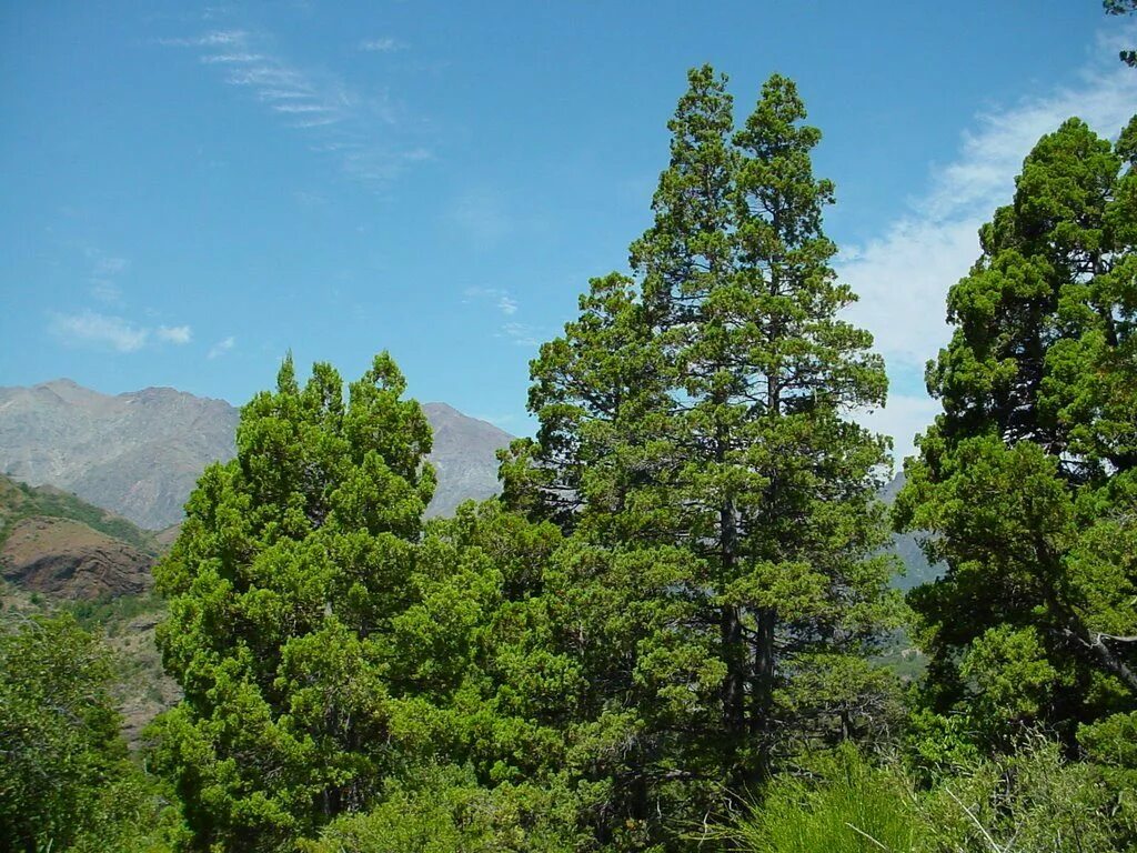 Austrocedrus Chilensis. Австроцедрус чилийский. Южное хвойное дерево. Вечнозеленые деревья.