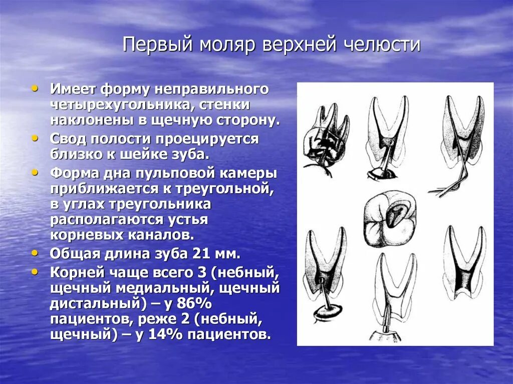 Первый моляр верхней челюсти. 1 Моляр верхней челюсти каналы. Анатомия 1 моляра верхней челюсти каналы. 1 Моляр верхней челюсти корневые каналы. Корни первого моляра верхней челюсти.