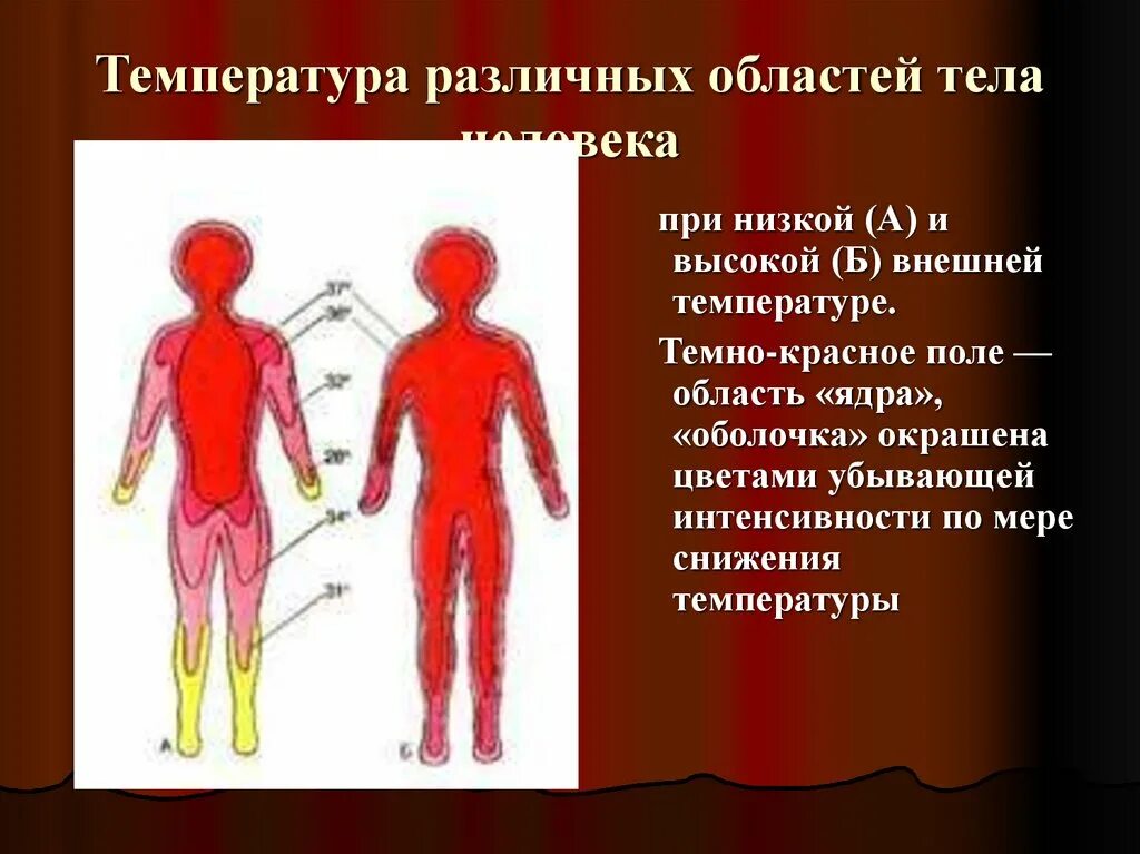 Какие структуры участвуют в терморегуляции организма человека. Температура тела человека. Терморегуляция человека. Процесс терморегуляции организма. Принципы терморегуляции в человеческом организме.