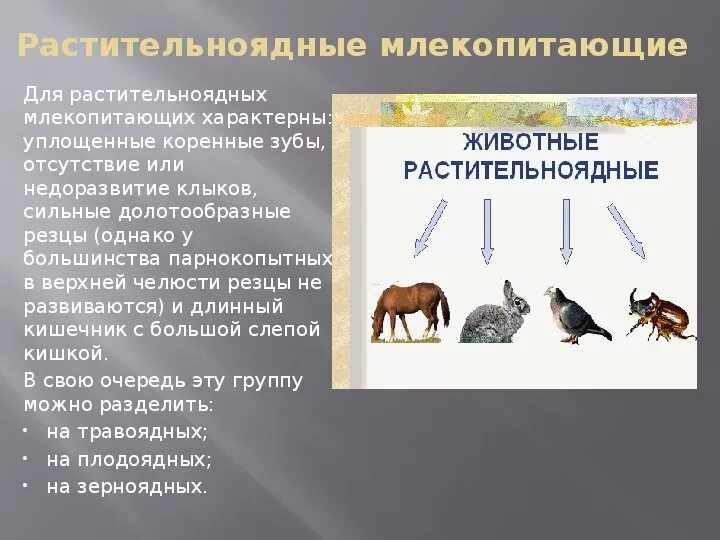 Экологические группы млекопитающих 7 класс биология. Экологические группы млекопитающих схема. Растительноядные животные. Растительноядные млекопитающие. Высшие млекопитающие характеристика