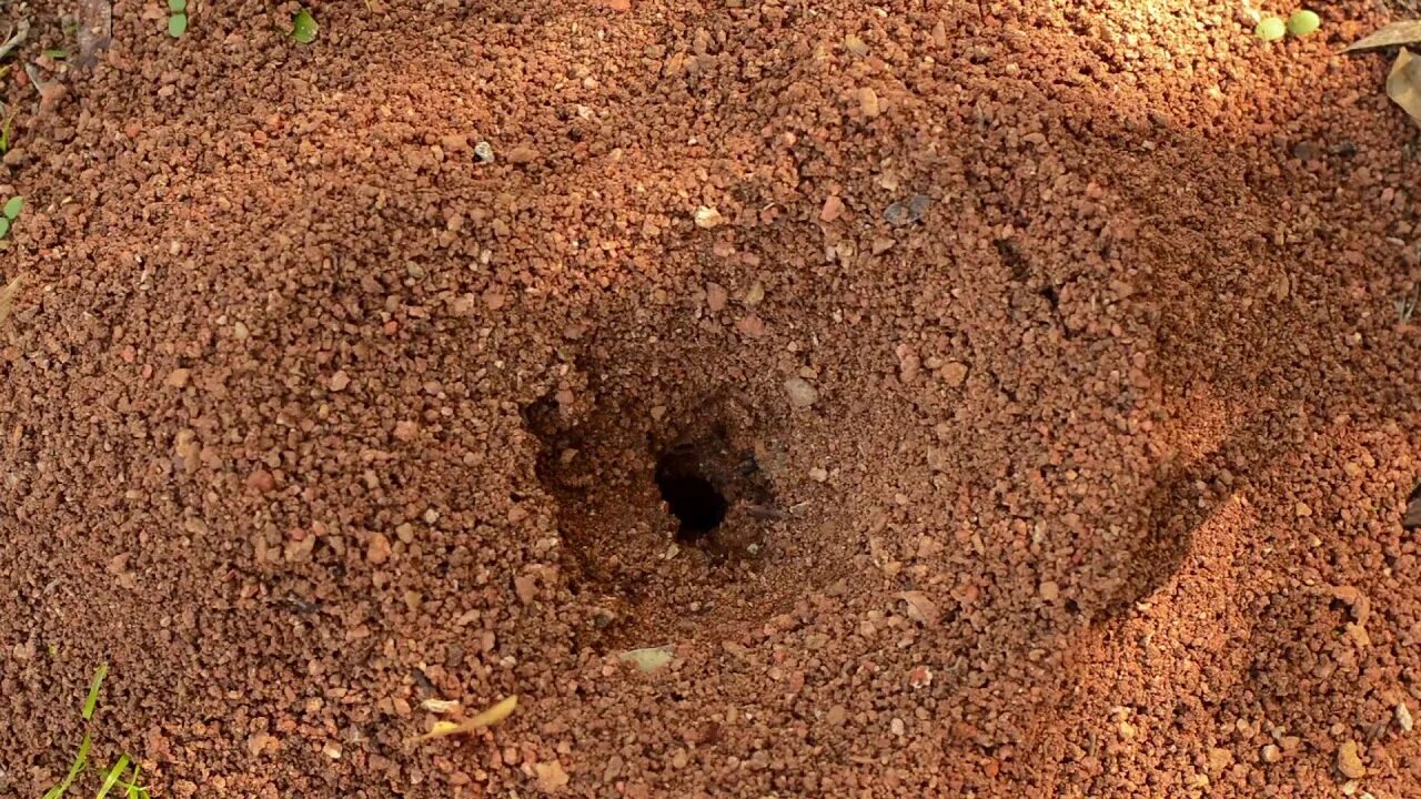 Ant видео