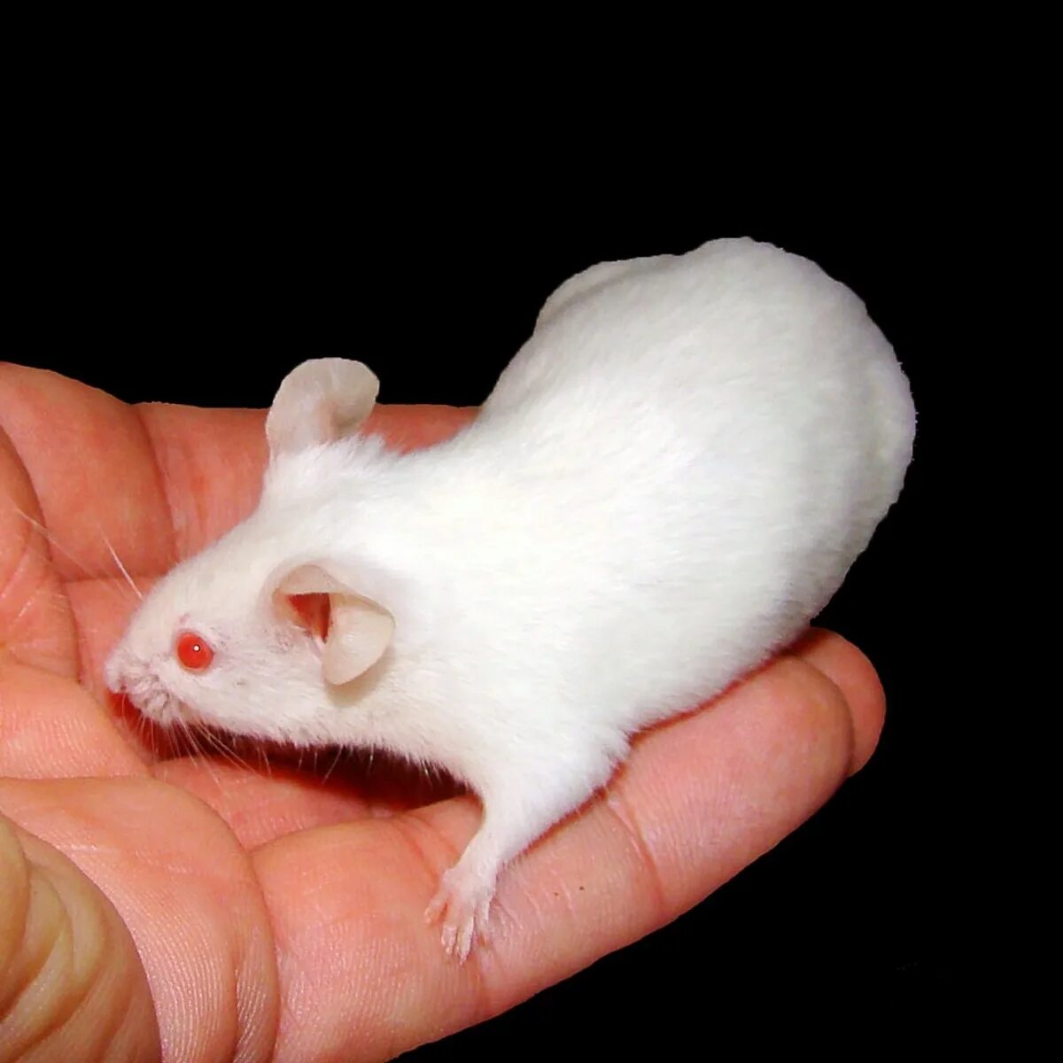 Домашние белые мыши. Белая мышь. Мышь белая Живая. Мышки белые домашние. Мышка белая домашняя.