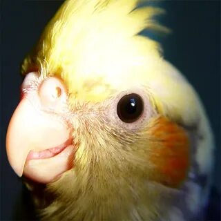 Корелла нос