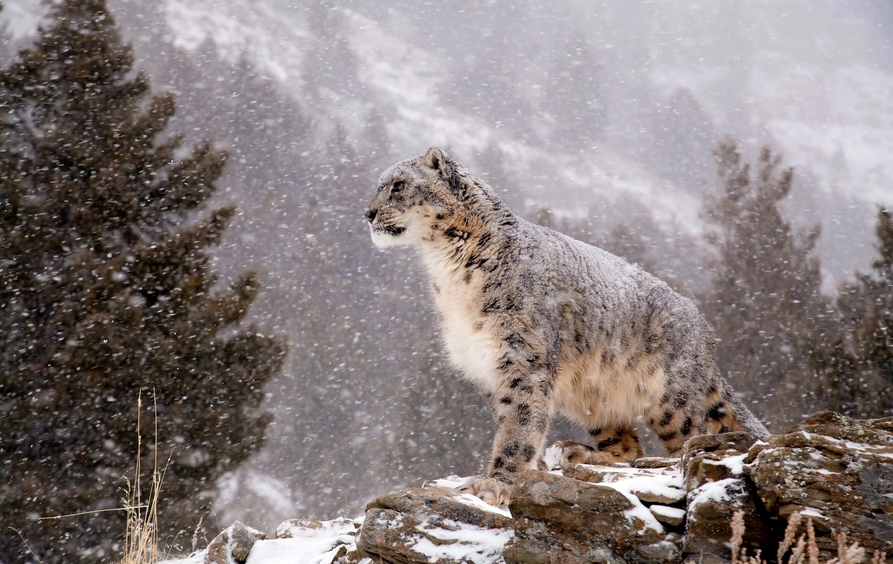 Сколько живут снежные барсы. Снежный Барс (Ирбис, снежный леопард). Снежный Барс Кроноцкий заповедник. Снежный Барс на памире. Ирбис горный леопард.