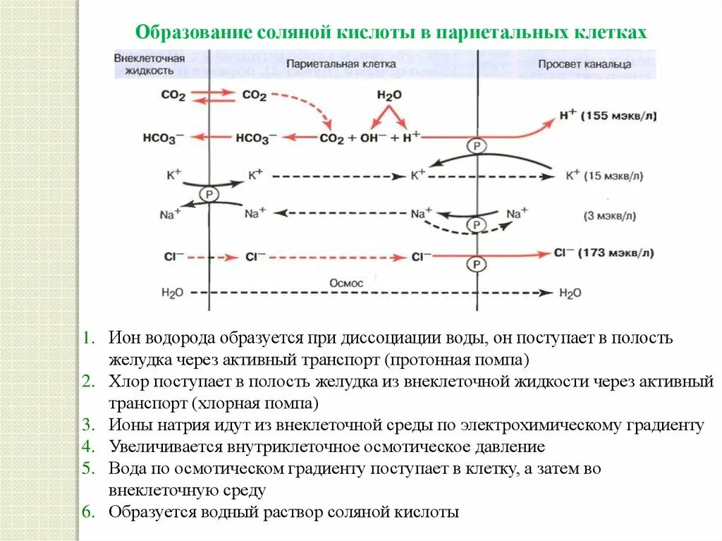 Образование соляных. Схема образования соляной кислоты в желудке. образование соляной кислоты биохимия. схема механизм образования соляной кислоты в желудке. секреция соляной кислоты биохимия.