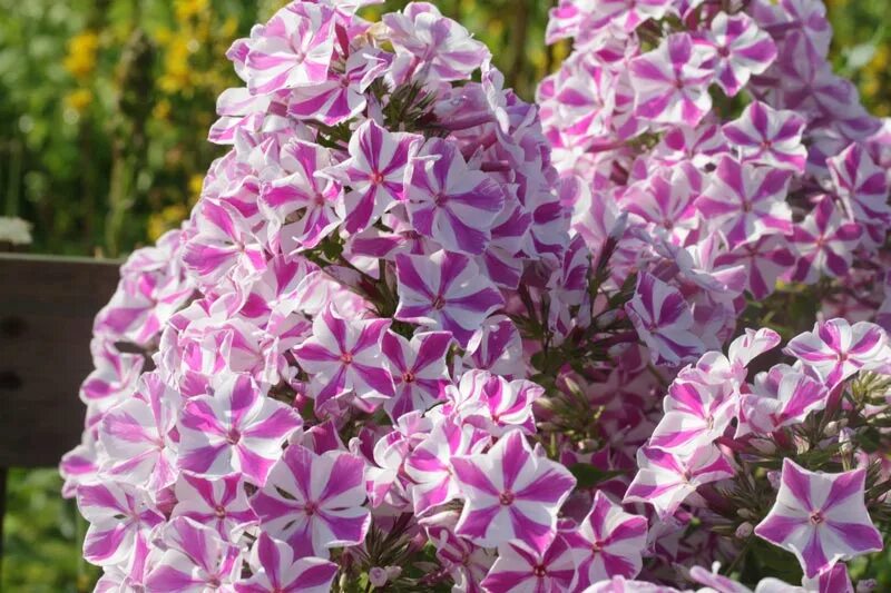 флокс кума. флокс наталья. флокс метельчатый (phlox paniculata cosmopolitan) окс i. флокс флоре. осенние цветы флоксы фото.