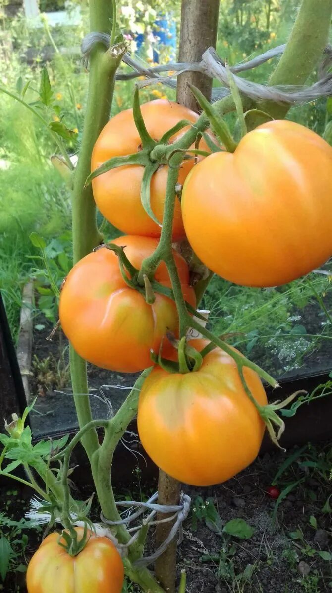 томат сорт перцевидный оранжевый. томат северное чудо оранжевое мязиной. томат балконное чудо оранжевое уральский дачник. черри оранжевое чудо. черри оранжевое чудо.