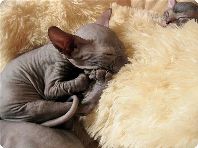 спящий канадский сфинкс. сколько спят сфинксы. сколько спят сфинксы. спящий сфинкс. домики для лысых кошек.