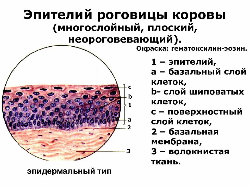 Клетки многослойного плоского неороговевающего эпителия