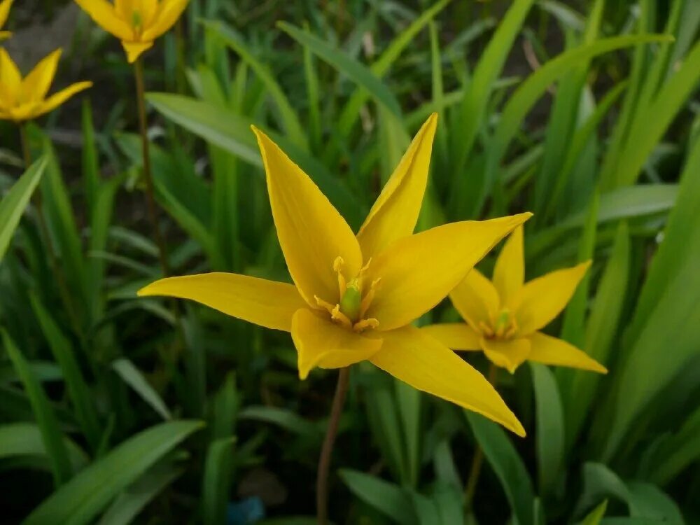 Тюльпан Биберштейна. Тюльпан Биберштейна Tulipa biebersteiniana. Тюльпан Биберштейна красный. Желтый тюльпан Биберштейна.