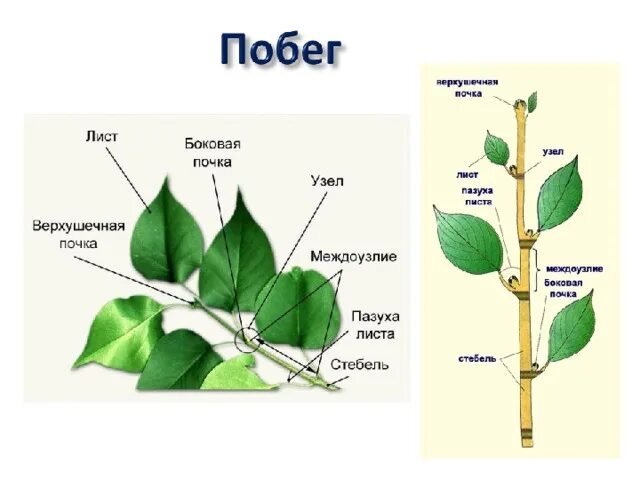 Почему почему называют зачаточным побегом